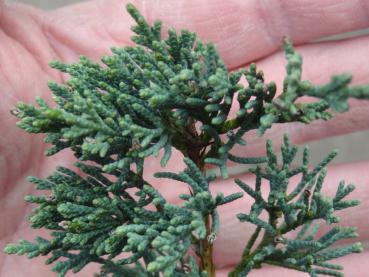 Juniperus virginiana Glauca, Triebspitzen im März