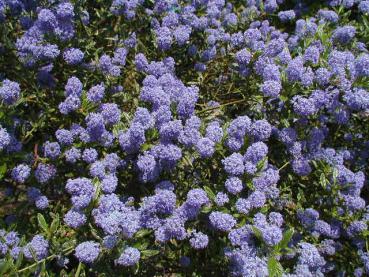 Säckelblume Victoria - blaublühender Halbstrauch
