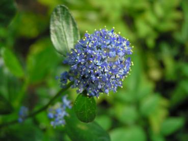 Blaue Büten der Säckelblume Victoria
