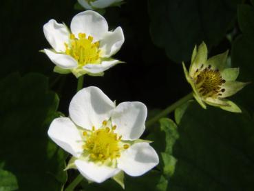 Weiße Blüten bei der Erdbeersorte Korona