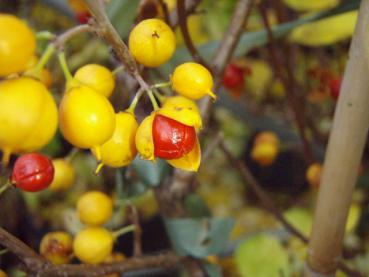 Baumwürger - gelbe Früchte mit rotem Kern