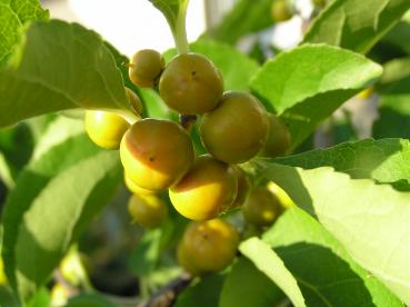Baumwürger mit gelben Früchten