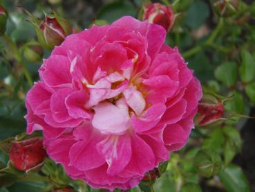 Die Blüte der Rose Charmant ®