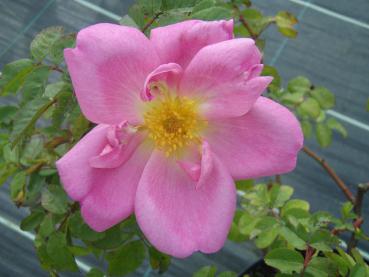 Die Rose Marguerite Hilling in der Blütezeit