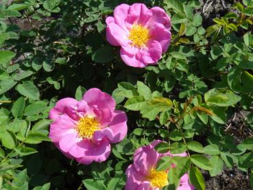 Buskros Marguerite Hilling, Rosa Marguerite Hilling