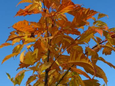 Acer henryi mit Herbstlaub