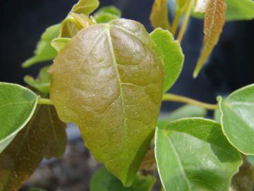 Acer paxii - der Immergrüne Ahorn