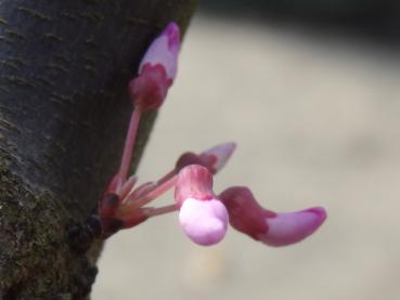 Auffällige rosa Blüten von Cercis canadensis