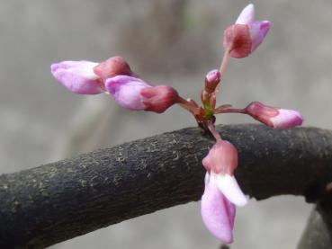 Die rosa Blüten von Cercis canadensis - Nordamerikanischer Judasbaum