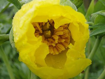 Die gelbe Blüte von Paeonia lutea