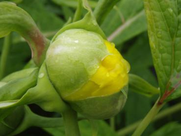 Blütenknospe von Paeonia lutea