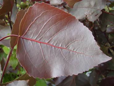 Populus deltoides Purple Tower