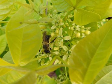 Gulbladig klöveralm (Ptelea trifoliata Aurea)