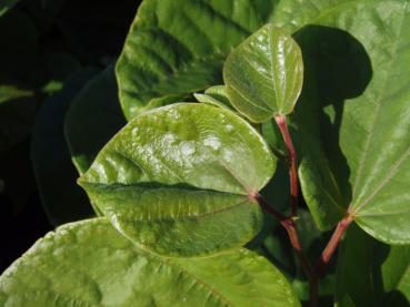 Judasträd Don Egolf, Cercis sinensis Don Egolf