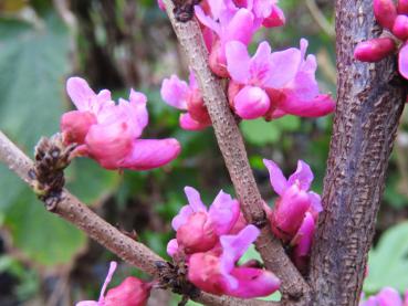 Judasträd Don Egolf, Cercis sinensis Don Egolf