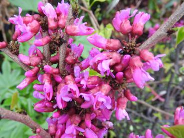 Judasträd Don Egolf, Cercis sinensis Don Egolf