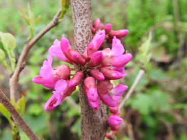 Judasträd Don Egolf, Cercis sinensis Don Egolf