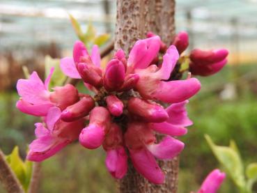 Judasträd Don Egolf, Cercis sinensis Don Egolf