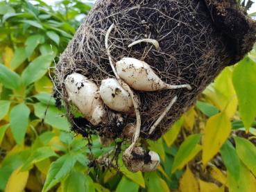 Knollen der Topinambur Papas und gelbe Herbstfärbung