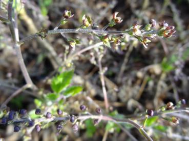 Xanthorhiza simplicissima