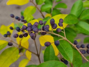 Der Chinesische Liguster im Herbst - gelbe Blätter und eiförmige, blaue Beeren