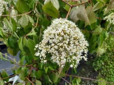 Weiße Blüten des Pflaumenblättrigen Schneeballs