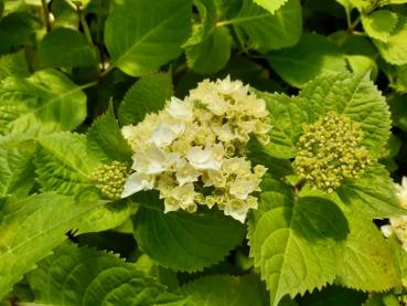 Beginnende weiße Blüte der Hortensie Endless Summer Ende Mai