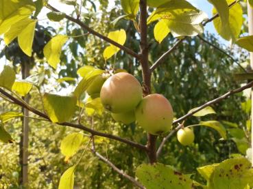 Malus communis, Malus sylvestris, vildapel, vildäppel