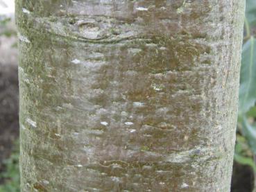 Glatter Stamm bei Quercus castaneifolia Green Spire