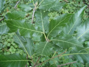 Sommerlaub bei Quercus castaneifolia Green Spire