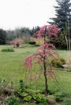 Cercis canadensis Lavender Twist®