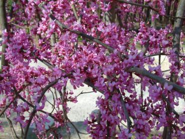 Cercis canadensis Lavender Twist®