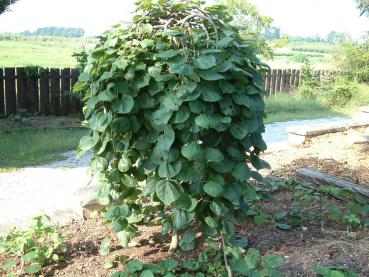 Cercis canadensis Lavender Twist®