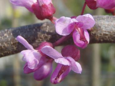 Cercis canadensis Lavender Twist®