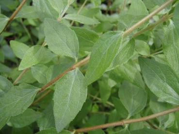 Philadelphus microphyllus im Sommerlaub