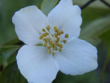 Weiße Blüte des Philadelphus microphyllus