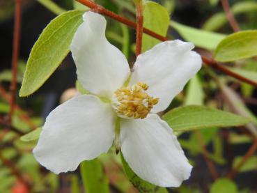 Philadelphus microphyllus ist ein niedriges weißblühendes Blütengehölz.