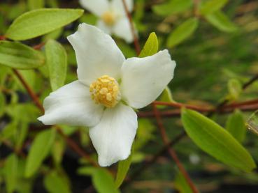 Zwergpfeifenstrauch - hübsche weiße Blüte