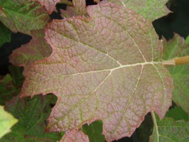 Typisches Blatt der Eichenblatthortensie Burgundy