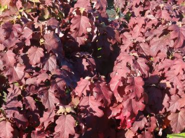 Schönes Herbstlaub bei Hydrangea quercifolia Burgundy