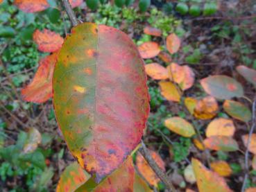 Amelanchier Autumn Brilliance: Prächtiges Herbstlaub