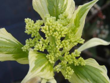 Blütenansatz Cornus controversa Variegata, Hoher Weißbunter Pagodenhartriegel