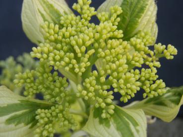 Späterer Fruchtansatz Cornus controversa Variegata