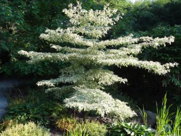 Auffälliges weißbuntes Laub des Cornus controversa Variegata