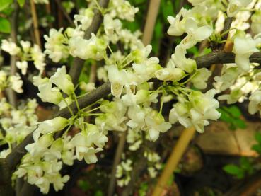 Weißblühender Kleinbaum: der Judasbaum Royal White