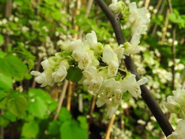 Weißblühender Hausbaum Cercis canadensis Royal White