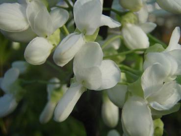 Cercis siliquastrum Royal White in Blüte