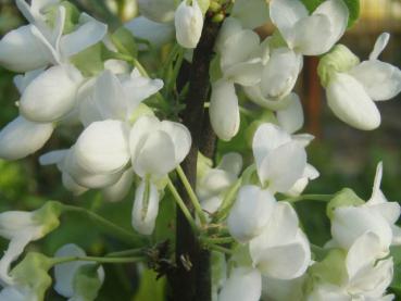 Detailaufnahme der weißen Blüte von Cercis siliquastrum Royal White