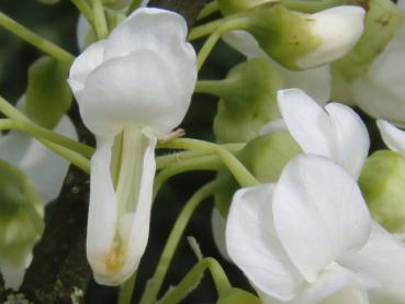 Detailaufnahme der Blüte vom Weißblühenden Judasbaum