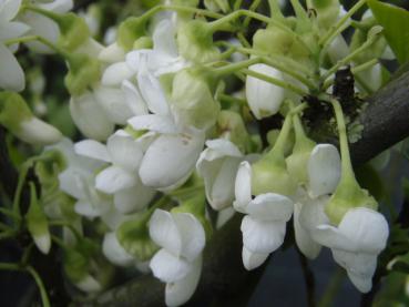 Die weißen Blüten von Cercis siliquastrum Royal White